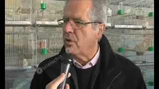 Teleischia - Forio. Mostra di esemplari rari di canarini e cardellini