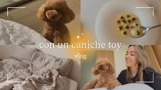 Comiendo fuera de casa con mi caniche toy