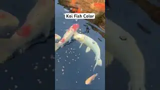 &ldquo;Brighten Your Koi&rsquo;s Colors FAST! Top Tips for Vibrant Fish&rdquo; #KoiCare #FishKeeping #AquariumTips