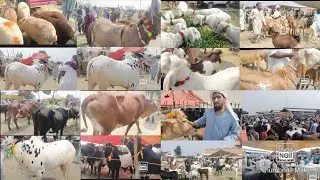 Gondal is Pakistan's famous cattle market Cow goats Buffalo  Bull Dunky Hazro vlog Pakistan