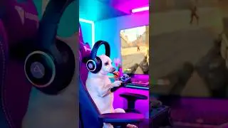 Baxter Rages So Hard He Breaks Everything 😂🎮💥 #BaxterGaming #DogGamer #ragequit