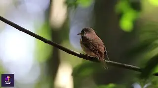 Enchanting Brown-breasted flycatcher Bird Behavior in a Rainforest | Serene Forest Sounds