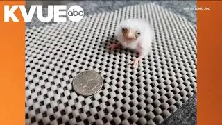San Antonio Zoo welcomes baby pygmy falcon
