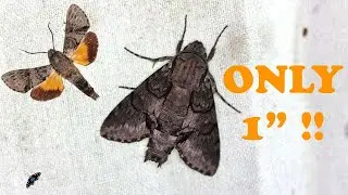 SMALLEST SPHINX MOTH IN THE WORLD!   ONLY 1 INCH LONG