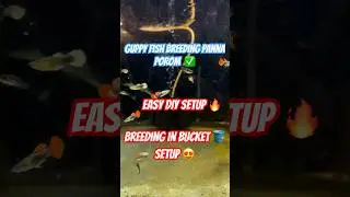 DIY bucket setup for guppy fish breeding ♻️#tamilshorts #youtubeshorts #shortvideo #shorts #aquarium