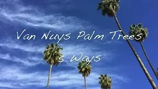 Van Nuys Palm Trees 5 ways - iPhone Photography and Apps