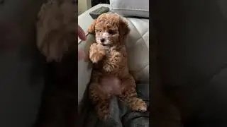 9 weeks old #redtoypoodle is sitting upright#MisoHappy🎀