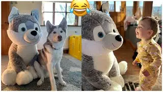 Baby & Husky Puppies HILARIOUS Reaction To Lifesize Husky Teddy!!😂. [HE GOES WILD!!!]