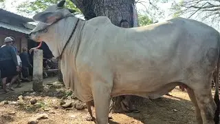 11 JUTA‼️BAKULE PUSING PO SUPER & HAMILAN HARGA MURAH | Pasar Sapi Jatirogo