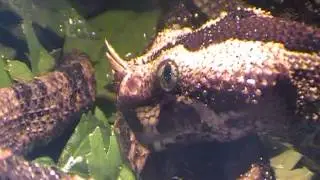 Bitis nasicornis drinking