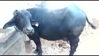 varey big udder buffalo full Haiti top quality buffalo
