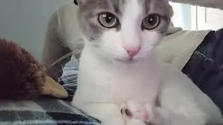 toe beans