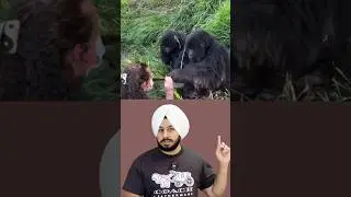 Jungle Drama: Wife Gorilla Teaches Him a Lesson
