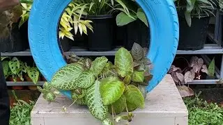 hanging tire planter #shorts