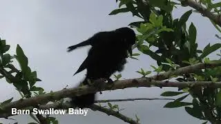Caribbean Grackle eating baby bird #birds #wildlife #nature #outdoorphotography