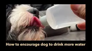 How to encourage dog to drink more water