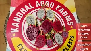 Exotic Rare Pulp Varieties at our Farm Rare Dragon Fruit Varieties ड्रैगन फ्रूट ਡ੍ਰੈਗਨ ਫਰੂਟ