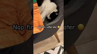Cats of Istanbul #trending #istanbul #turkey #fyp #shorts #viralvideo #cat #catsofistanbul