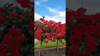 Werribee Park