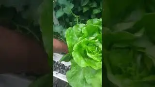 Hydroponic Butter Crunch Lettuce &ndash; 4 Weeks to Harvest! #Hydroponics #UrbanFarming #GrowYourOwnFood