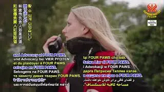2715 NWN 7 animal people welfare organization rescues tiger people from circus in Slovakia 1080p