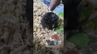 HAMSTER BLACK SO BEAUTIFUL WAKE UP NOW