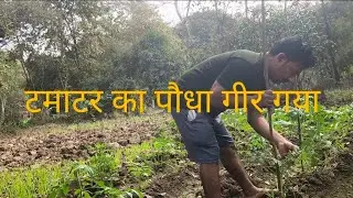 टमाटर का पौधा गीर गया Manisha Ashwin vlogs Village lifestyle vlogs love marriage carpal vlogs 