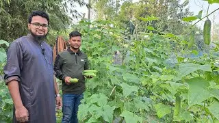 মালিনি শসা শীতে ভালো হয়। বীজ কিনতে: 01706369298