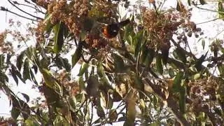 Icterus galbula