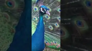 Peacock crown and feathers #shorts #youtubeshorts #short #SmilewithNature