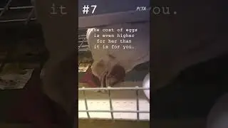 The High Cost of Eggs #shortsvideo