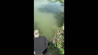 Catching  Vimba Vimba fish in Kolsar river_Guilan_Iran