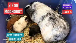 Moondust has three baby Guinea Pigs - first look here !