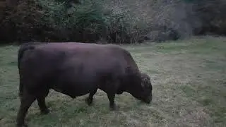 ❤🇮🇪Tranquility😌DEXTER COWS🐂BULL🦬RURAL COUNTY ARMAGH IRELAND🇮🇪LIKE👍🙏subscribe🙏😇Loveirelandmore💓Relax