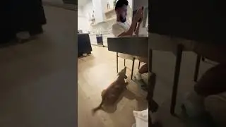 Dog waiting for treat #funny #dog #dogshorts