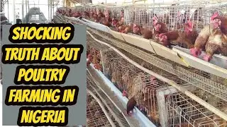 I am Losing Money on the farm: The Shocking Realities about Poultry Farming in Nigeria