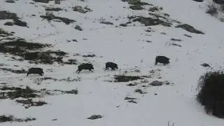 suidi  (cinghiali) nel Parco delle Madonie