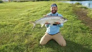Fishing for TARPON in a POND?!! St. Kitts!