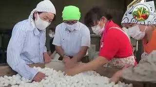 The Future of Peanut Farming: High-Tech Harvesting Solutions