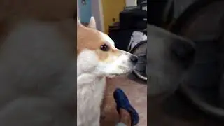 Hachi el perro mas famoso