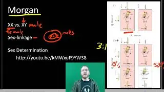 AP Bio: Хромосомное наследование. Часть 1