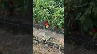 Cultura de rosii Oltena F1