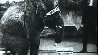 Jumbo the Elephant historical film footage 1919