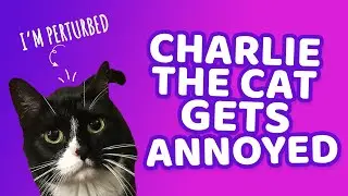 Annoying My Rescue Cat | #Shorts