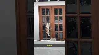 Caught this cat burglar trying to break into a house