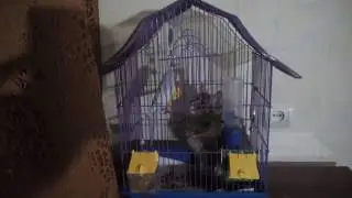 Котёнок играет с попугаем The kitten plays with a parrot