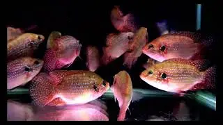 Relaxing Aquarium Fish in 4K Ultra HD | Deep Calm & Meditation | Liana Fish 🐠#4K #fish  #longvideo 