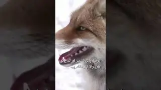 Rare Himalayan Red Fox Spotted at Snow-Covered Zojila Pass | Stunning Wildlife Footage