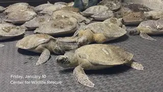 Major sea turtle rescue underway along Texas coast following winter storm