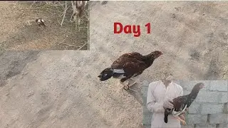 Growth of aseel chick 4 month to 6 months but unfortunately 😓fox killed 😢 the chick